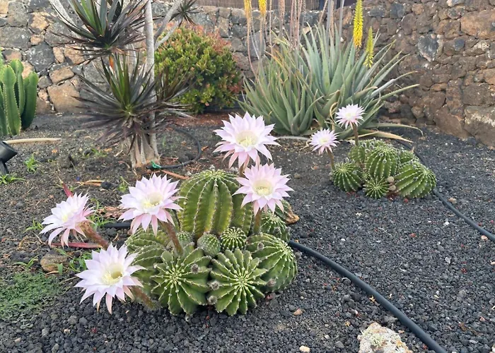Bf - Paraiso De Tranquilidad Villaverde (Fuerteventura)